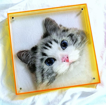 Cat Portraits